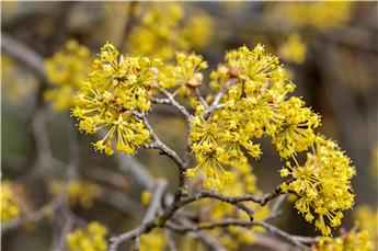 Cornus mas 60 80 JPL RN *** Cornouiller mâle. Remise importante à partir de 10 plantes **