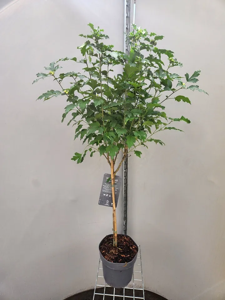[134919] Hibiscus syriacus Duc de Brabant Tige 60 cm Pot P21