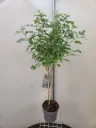 Hibiscus syriacus Duc de Brabant Tige 60 cm Pot P21