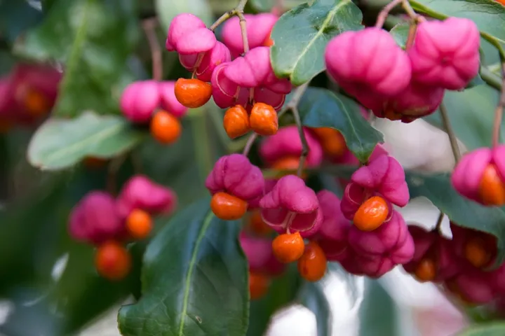 Euonymus europaeus Pot C3L ** Fusain d´Europe **