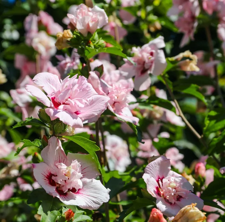[126946] Hibiscus syriacus Pink Chiffon 80 100 C10L