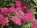 Spiraea japonica Anthony Waterer Pot C3Litres ** Spirée du Japon **