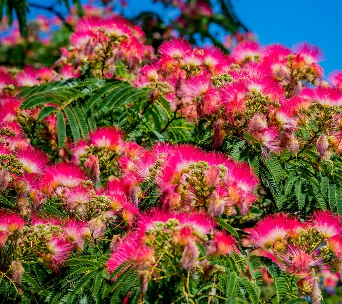 Albizia julibrisin Rouge de Tuillière 40 60  Pot C3.6Litres