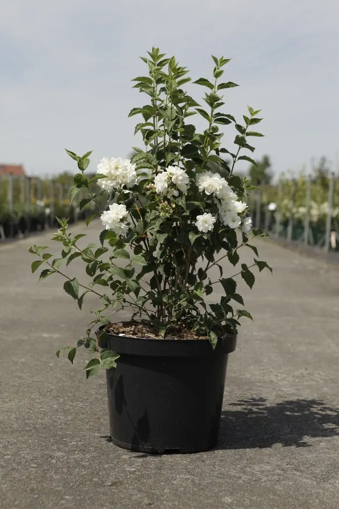Philadelphus Dame Blanche Pot C10L **Très parfumé**