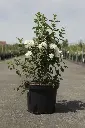Philadelphus Dame Blanche Pot C10L ** Seringat très parfumé**