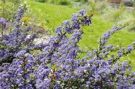 [106207] Ceanothus Emily Brow Pot C5L