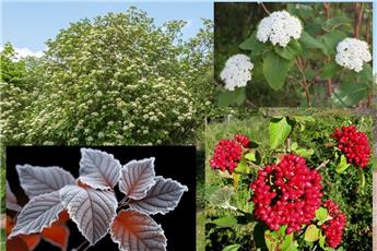 Viburnum lantana JPL RN *** Viorne. Remise importante à partir de 10 plantes **