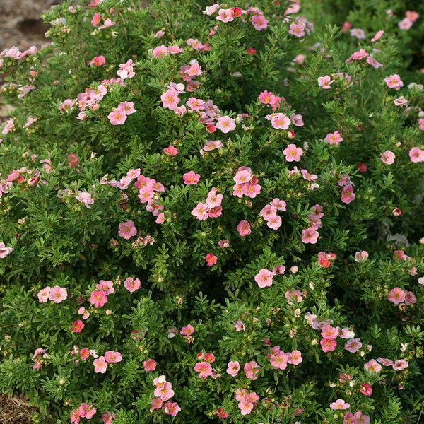 [117388] Potentilla fruticosa Pink Paradise C10 ** Potentille **