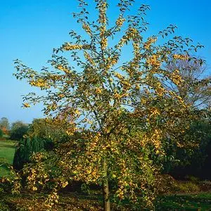 Malus Golden Hornet 14 16 Haute tige Pot - Pommier du Japon