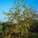 Malus Golden Hornet 14 16 Haute tige Pot - Pommier du Japon