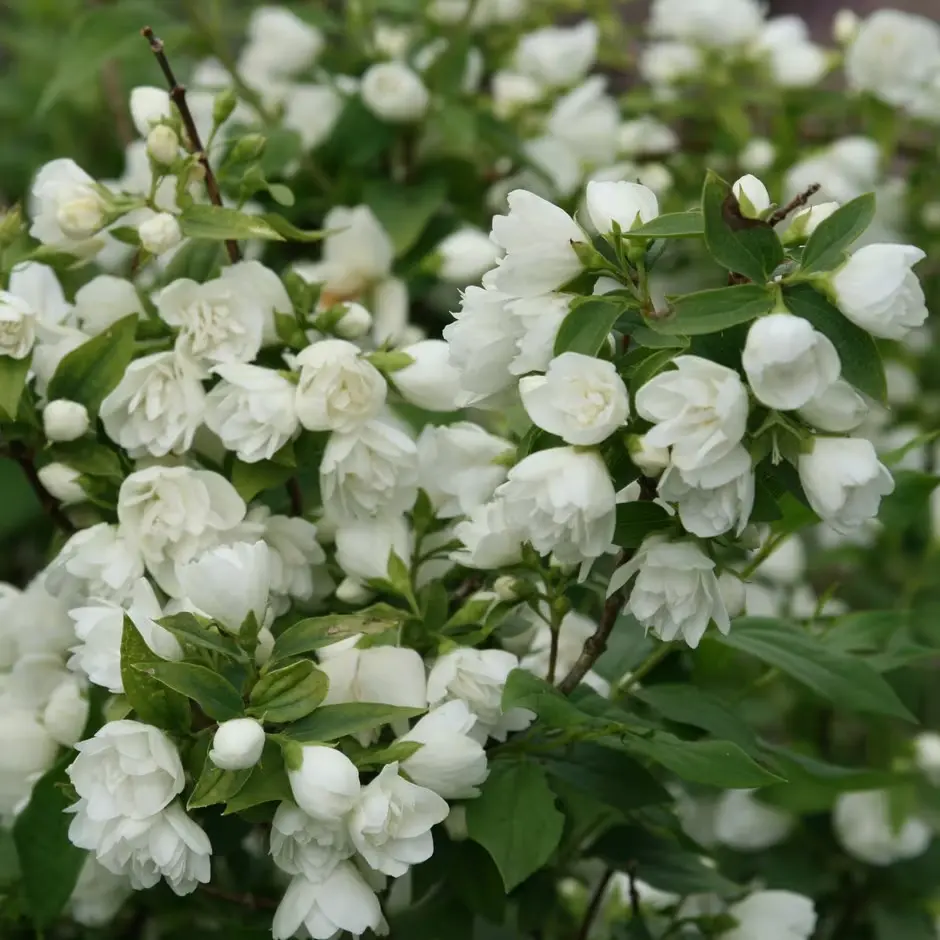 Philadelphus Manteau D Hermine Pot C7.5  ** Seringat très parfumé **