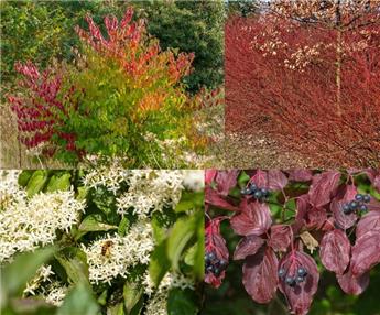 Cornus sanguinea 60 80 cm JPL RN *** Cornouiller sanguin. Remise importante à partir de 10 plantes **