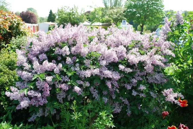 Syringa patula Miss Kim C 3.5** Lilas **