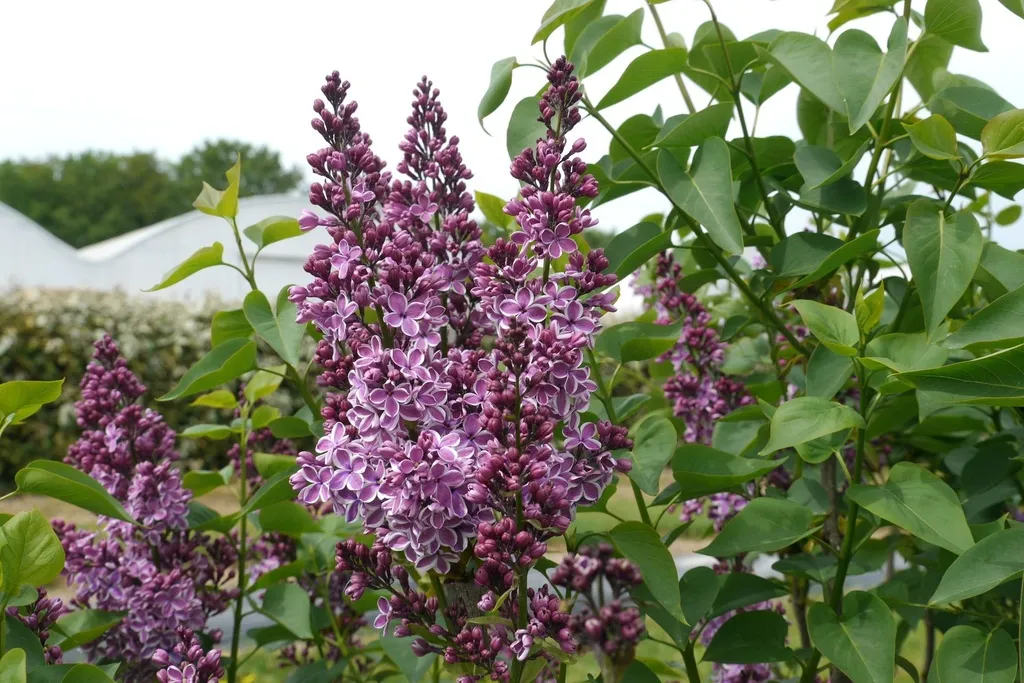[101149] Syringa vulgaris Sensation Pot C5 Litres 60/+** Lilas **