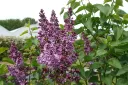 Syringa vulgaris Sensation Pot C5 Litres 60/+** Lilas **