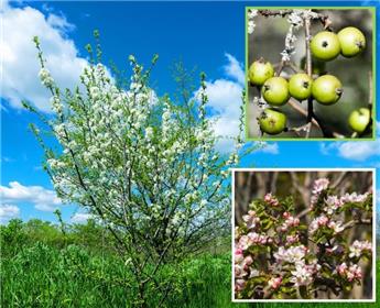 Malus sylvestris 80 100 cm JPL RN *** Pommier sauvage. Remise importante à partir de 10 plantes **