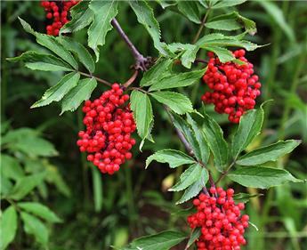 Sambucus racemosa 80 100 CM JPL RN *** Sureau à grappes. Remise importante à partir de 10 plantes **