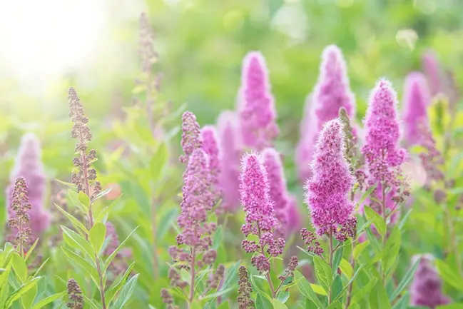 [101116] Spiraea billardii JPL RN *** Spirée de Billiard. Remise importante à partir de 10 plantes **