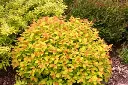 Spiraea japonica Double Play® Big Bang Pot de C5 Litres ** Spirée du Japon **