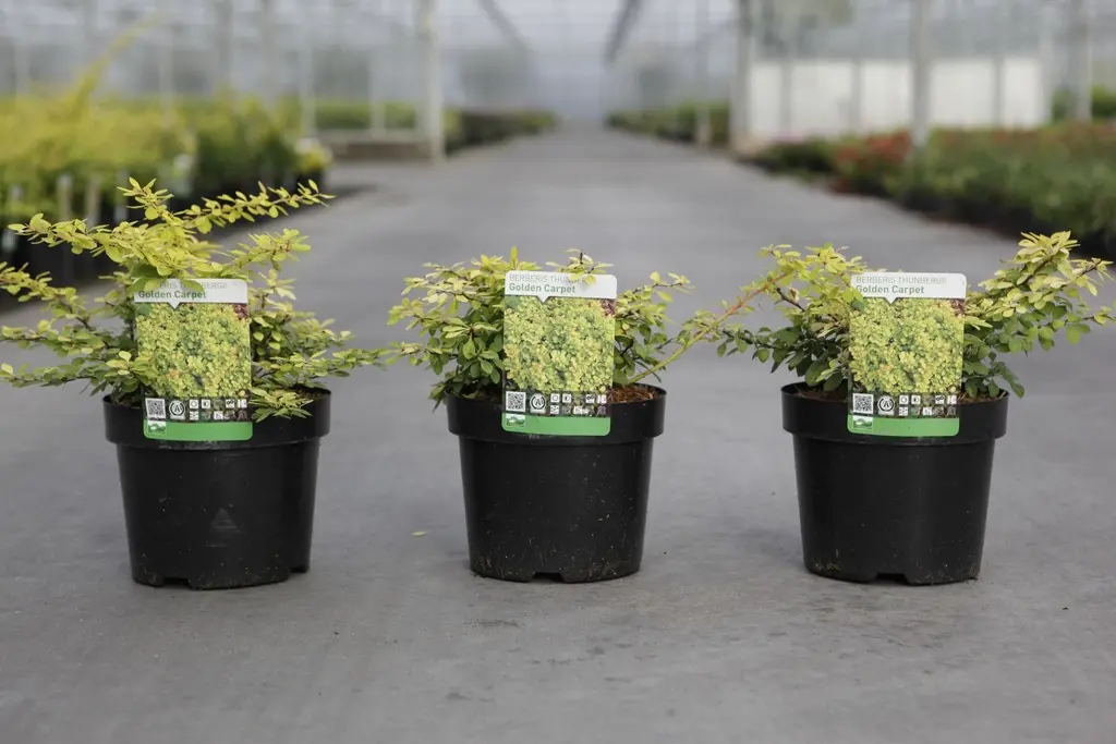 Berberis thunbergii Golden Carpet C3.6Litres ** Épine-vinette **