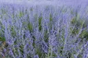Perovskia atriplicifolia Blue Steel Pot C2 - Sauge d'Afghanistan