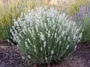 Lavandula angustifolia Alba ou Edelweiss Pot P9 *** Remise importante à partir de 24 plantes **