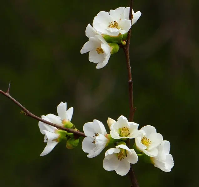 Chaenomeles superba Jet Trail Pot C3.5