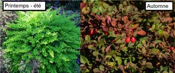 Berberis thunbergii  40 60 JPL RN *** Epine-vinette de Thunberg. Remise importante à partir de 10 plantes **