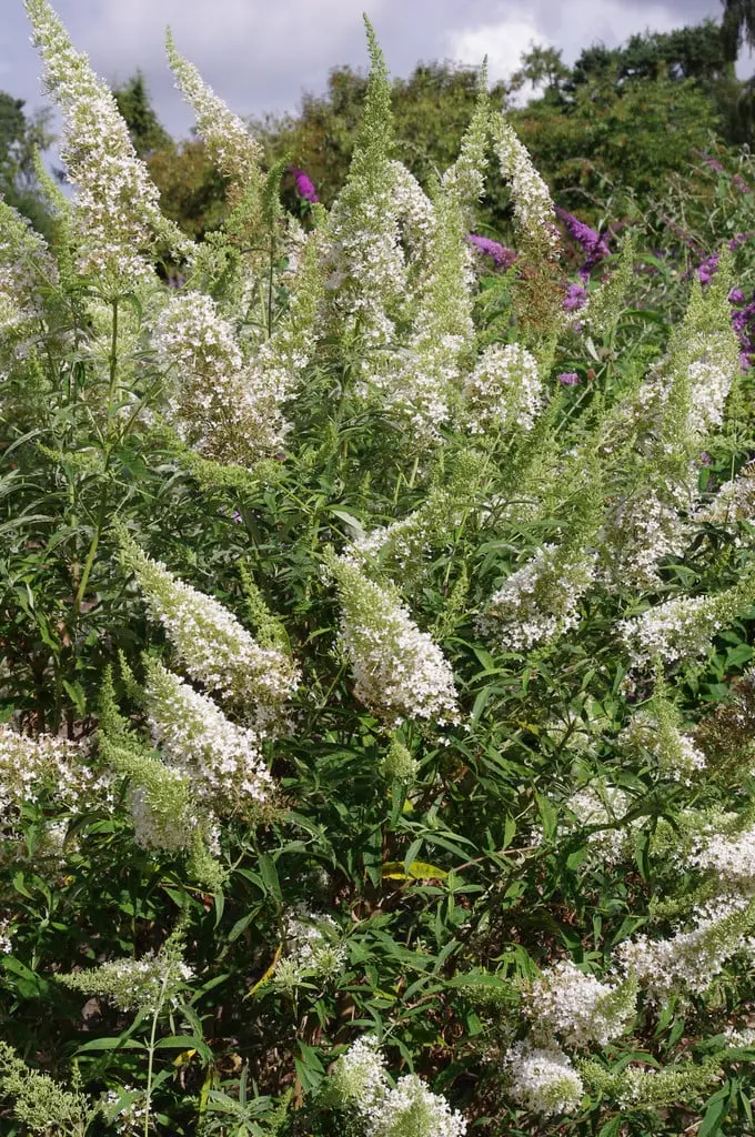 Buddleja davidii Nanho White Pot C 3Litres