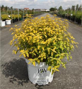 Caryopteris clandonensis Good as Gold Pot C3.6Litres