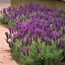 Lavandula stoechas Anouk Pot P15 cm ** Lavande papillon **