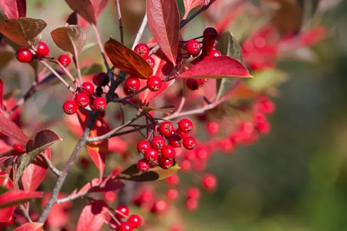 Aronia arbutifolia Brilliant Pot C3.5 ** Aronie **