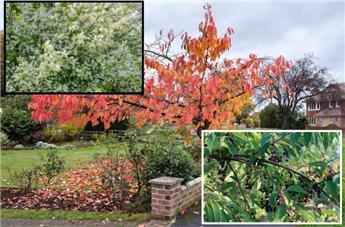 Prunus padus 60 80  cm JPL RN *** Remise importante à partir de 10 plantes **