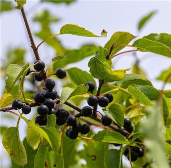 Rhamnus cathartica 80 100 JPL RN *** Nerprun. Remise importante à partir de 10 plantes **