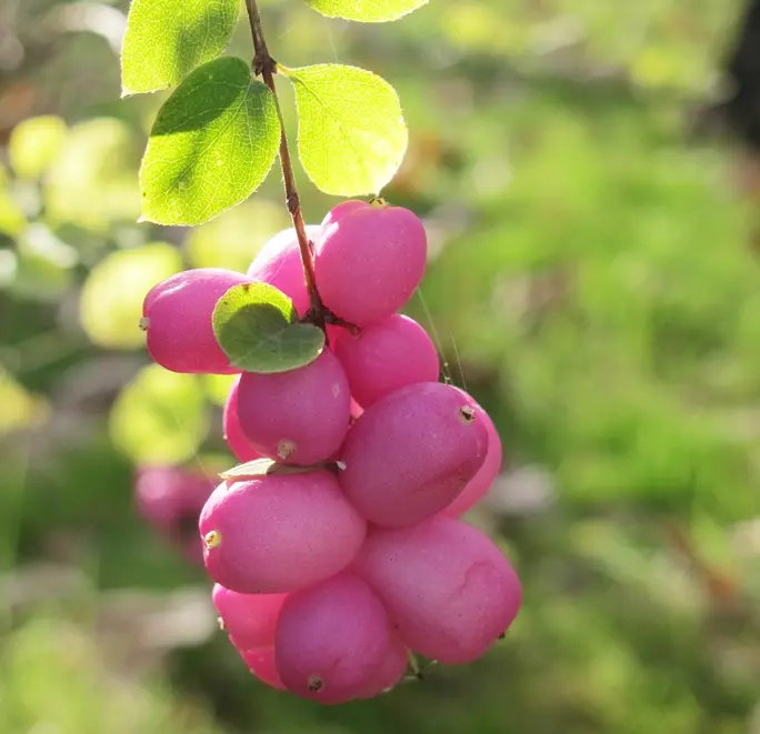 Symphoricarpos chenaultii 80 100 JPL RN ** Symphorine. Remise importante à partir de 10 plantes **