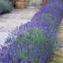 Lavandula Munstead Pot P9 cm