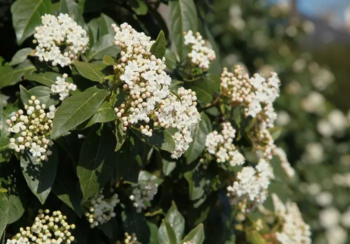 Viburnum tinus Eve Price Pot P17cm ** Viorne tin **