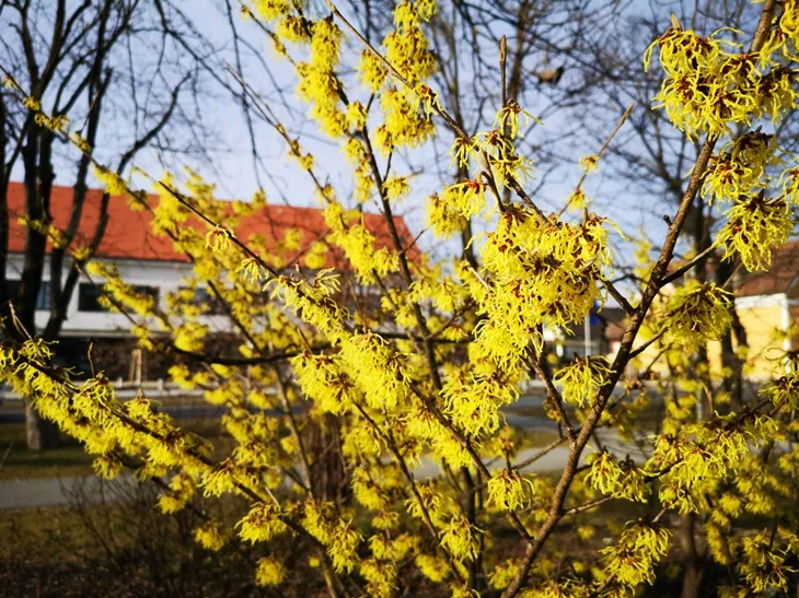 Hamamelis intermedia Barmstedt Gold Pot C5L
