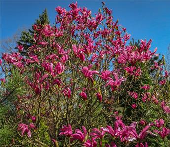 Magnolia Susan 150 175 cm Pot C50L XTRA ** Prix spécial **