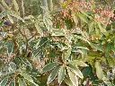 Pieris japonica Variegata Pot P27 cm