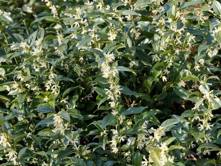 Sarcococca confusa 050 060 cm Pot ** Parfumé **