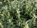 Sarcococca confusa 050 060 cm Pot ** Parfumé **