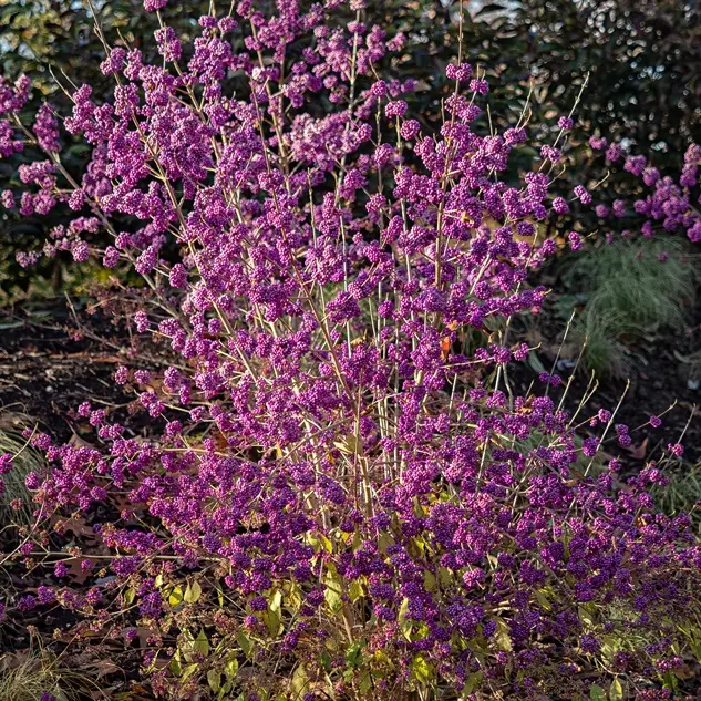 Callicarpa bodinieri Profusion 175 200 cm Pot C50 Litres ** Baies violettes **