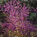 Callicarpa bodinieri Profusion 175 200 cm Pot C50 Litres ** Baies violettes **
