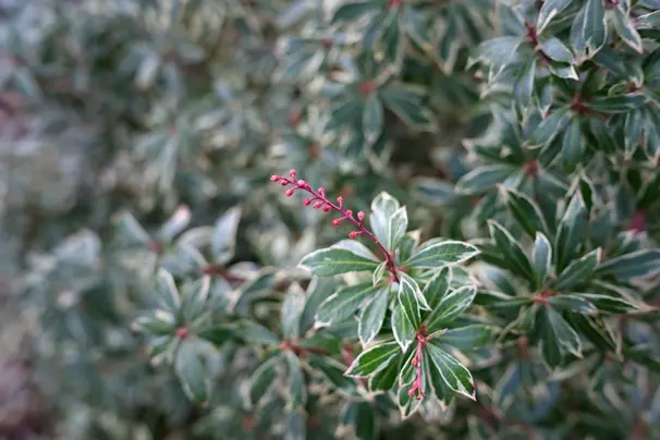 Pieris japonica Little Heath 040 060 cm Pot 27 cm