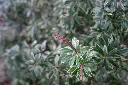 Pieris japonica Little Heath 040 060 cm Pot 27 cm