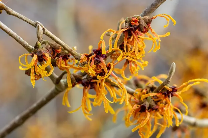 Hamamelis intermedia Orange Beauty 125 150 Pot C18