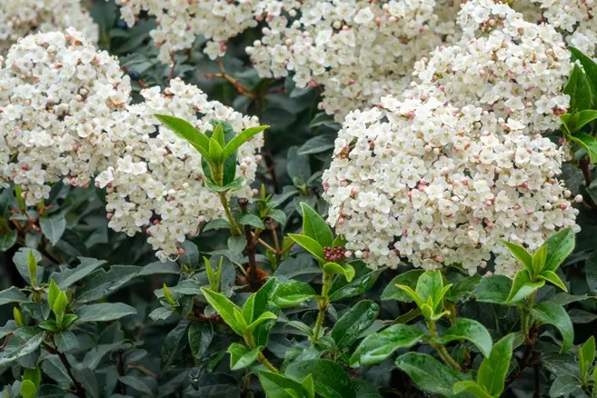 Viburnum tinus Eve Prince 080 100 Pot C18 ** Viorne tin **