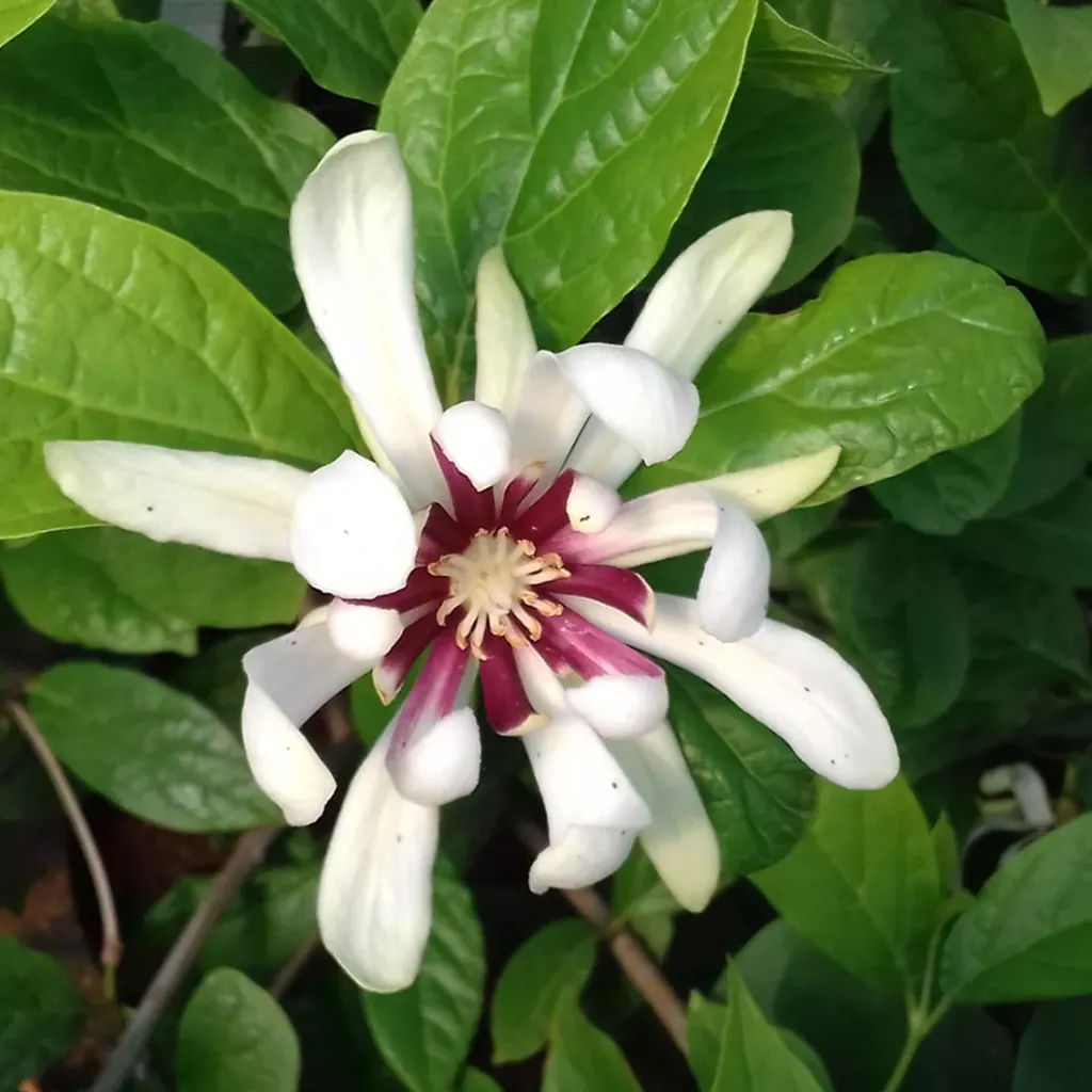 Calycanthus Venus Pot C5 ** RARE** Parfumé