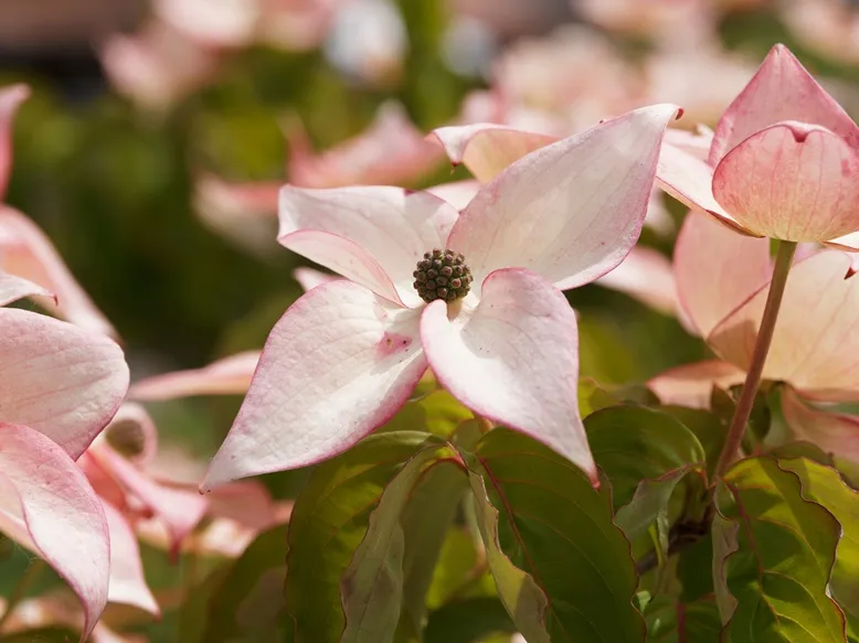 [117366] Cornus kousa Beni Fugi Pot C10Litres